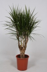 Dracaena marginata140