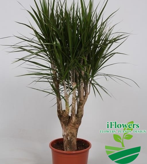 Dracaena marginata140