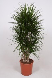Dracaena marginata160