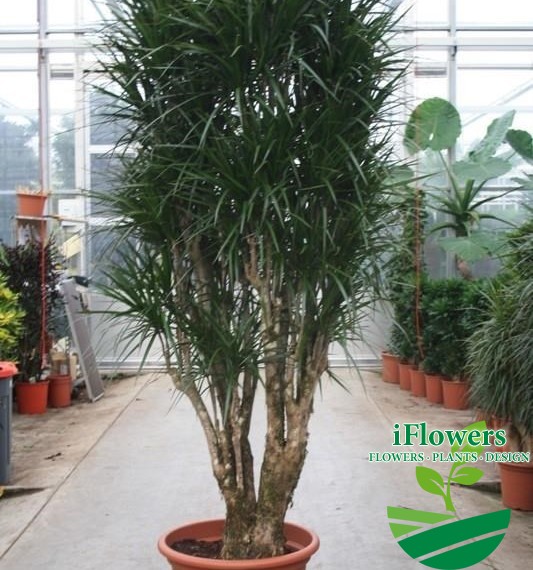 Dracaena marginata300
