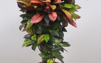 Codiaeum variegatum 'Mrs Iceton'