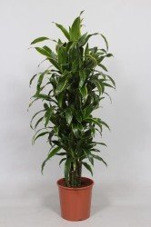 DRACAENA JANET CRAIG150