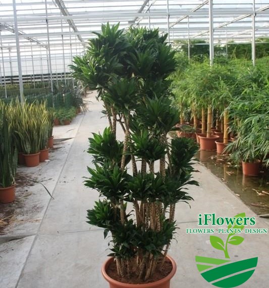 Dracaena fragrans Compacta200