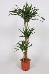Dracaena fragrans Riki 160
