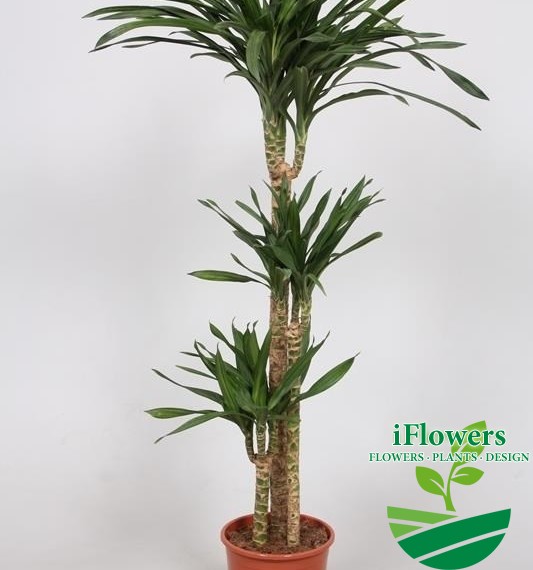 Dracaena fragrans Riki 160