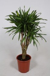 Dracaena fragrans Riki110