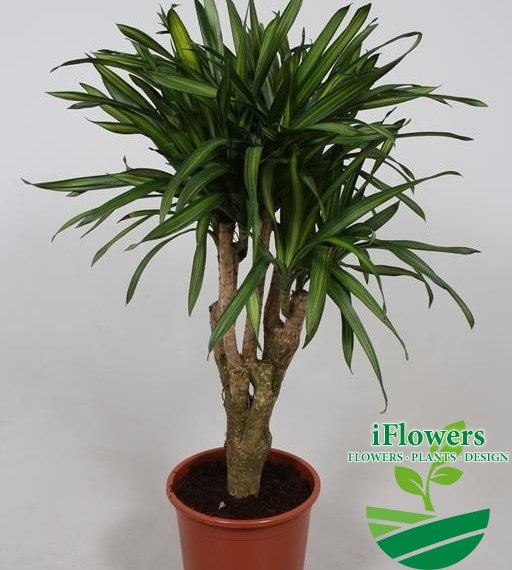 Dracaena fragrans Riki110