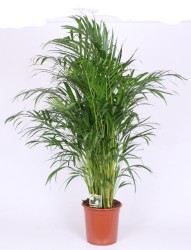 Areca110
