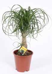 Beaucarnea 50-60