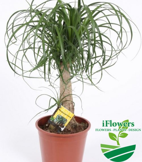 Beaucarnea 50-60