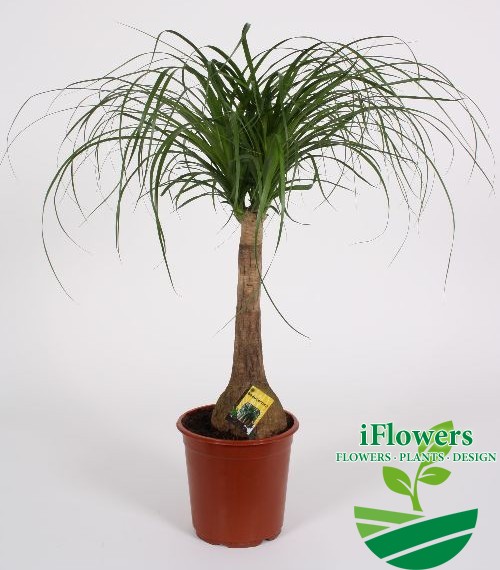 Beaucarnea 70