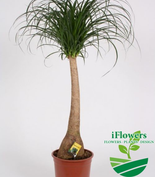 Beaucarnea 90