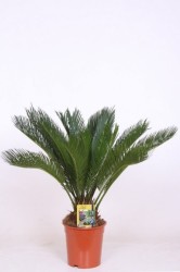 Cycas 60