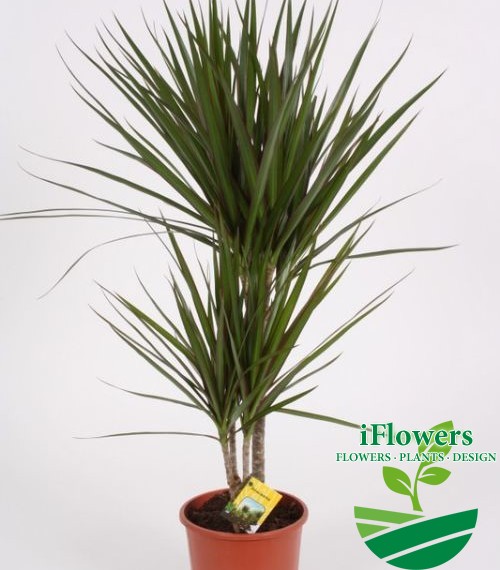 Drac. Marginata 70