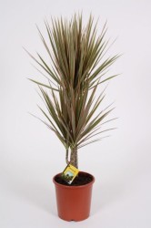 Dracaena Bicolor 75