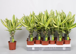 Dracaena_fragrans Yellow Coast