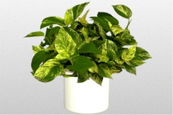 Epipremnum-aureum-Marble-Queen