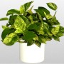 Epipremnum-aureum-Marble-Queen