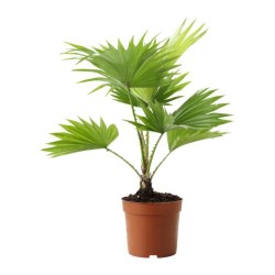 livistona-rotundifolia-rastenie-v-gorske__67466_PE181307_S4