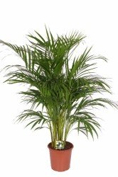 Areca 90