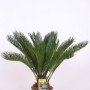 Cycas 60