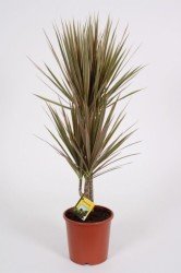 Dracaena Bicolor 75