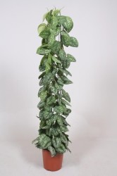 Scindapsus pictus 'Trebie'