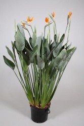 Strelitzia reginae