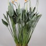 Strelitzia reginae