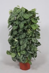 Scindapsus pictus 'Trebie'
