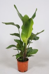 Strelitzia nicolai