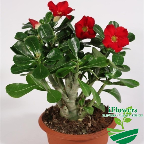 Adenium2