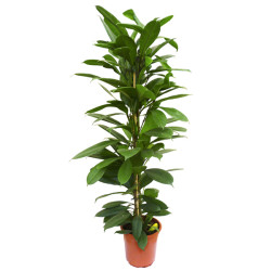 Ficus-Cyathistipula-21-110