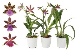 Zygopetalum