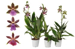 Zygopetalum2