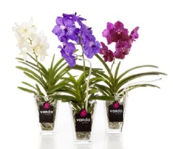 accu_vase