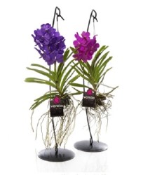 vanda_standart_small