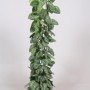 Scindapsus pictus 'Trebie'