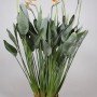 Strelitzia reginae