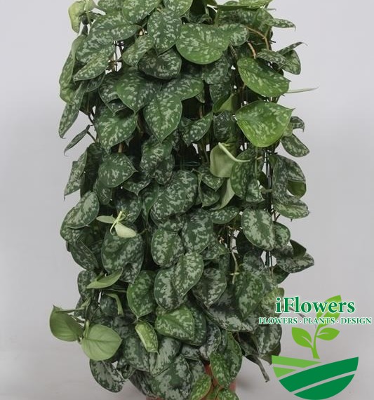 Scindapsus pictus 'Trebie'