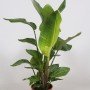 Strelitzia nicolai
