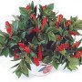Columnea