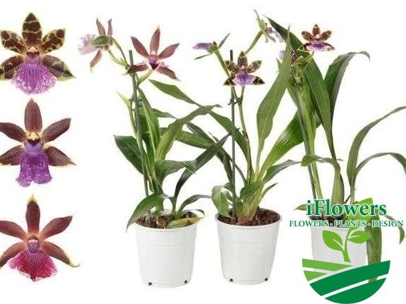 Zygopetalum