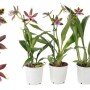 Zygopetalum