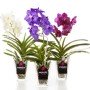 accu_vase