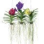 vanda_mix_l