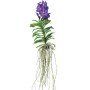 vanda_mix_xl