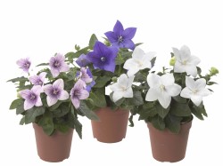 Platycodon mix 3 kleuren