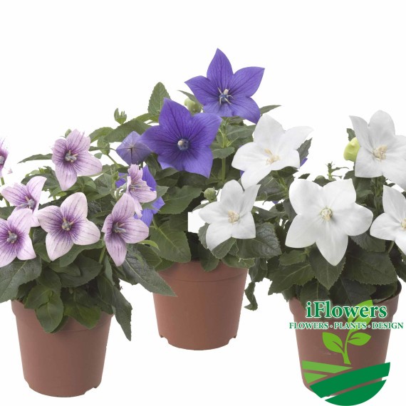Platycodon mix 3 kleuren
