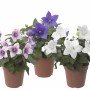 Platycodon mix 3 kleuren